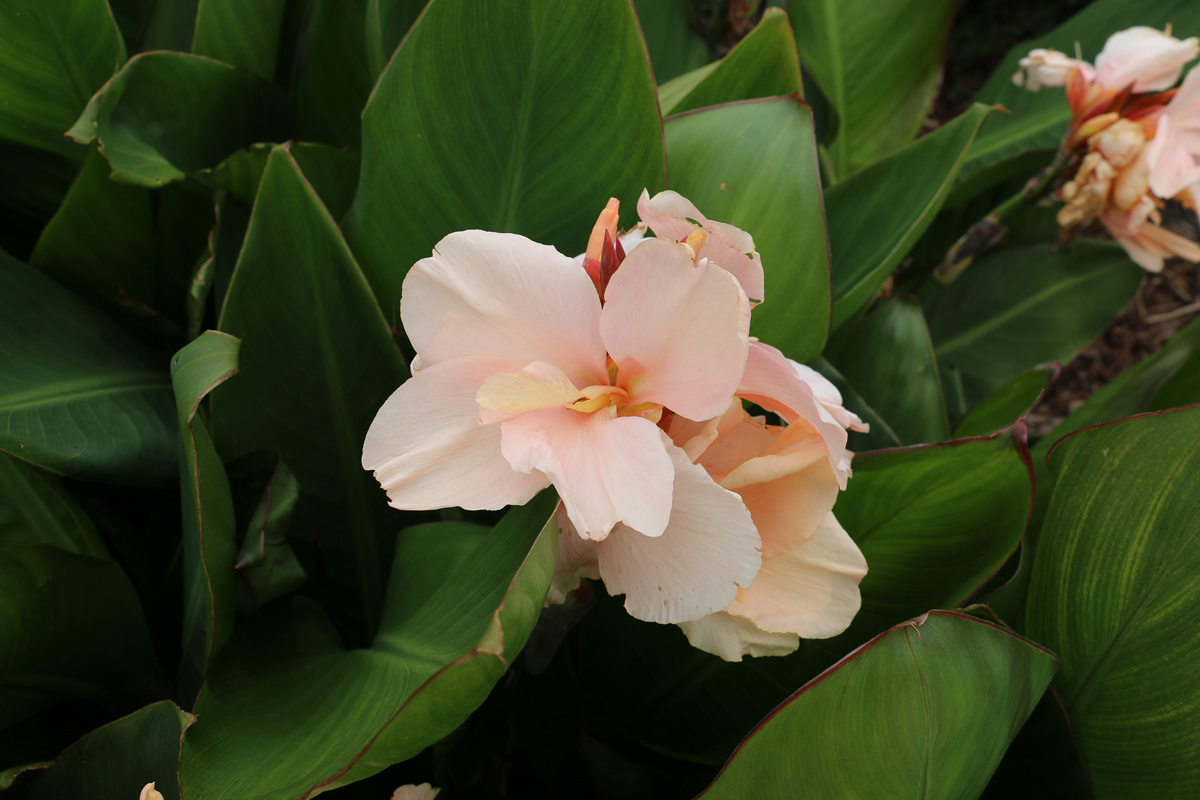 Canna 'Gabriel' (2)